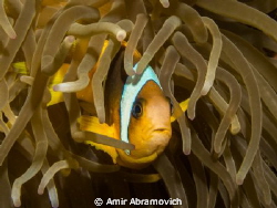 clown fish by Amir Abramovich 